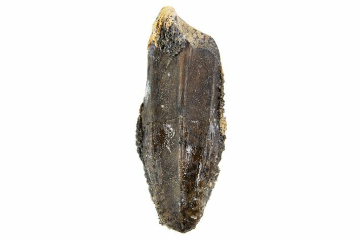 Fossil Hadrosaur (Edmontosaurus) Tooth - Montana #340937